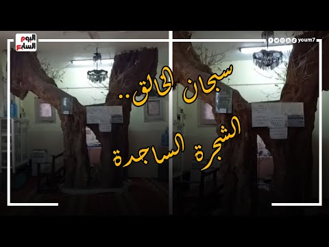 سبحان الخالق الشجرة الساجدة عمرها 100 سنة تخترق سقف مسجد وعمرهم ما شربوها
