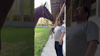 #automobile #remix #music #bass #bassboosted #horse #horse #лошадки