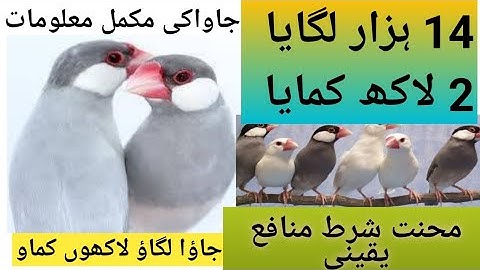 java sperrow complete information#java birds business idea#java foods,colony,breed#pets#good aviary!