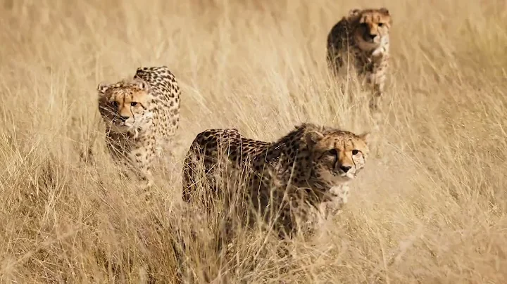 2022 All Around Project   Show reel