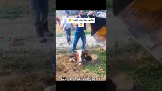 Rescue the cow انقاذ بقرة باعحوبة سبحان الله