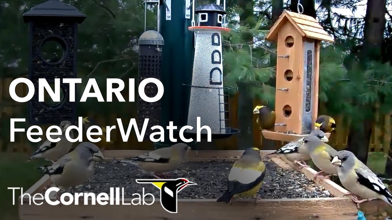 cornell lab ontario feederwatch cam sponsored by perky cornell lab ontario feederwatch cam sponsored by perky