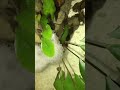 Cá cờ,chỗ bạn còn loài cá này không ???
