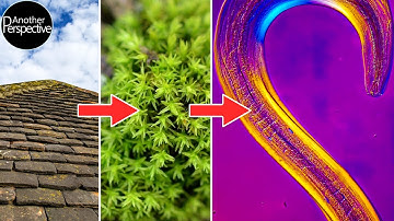 Weird Creatures that live on my Roof | High Magnification Macro Photoraphy