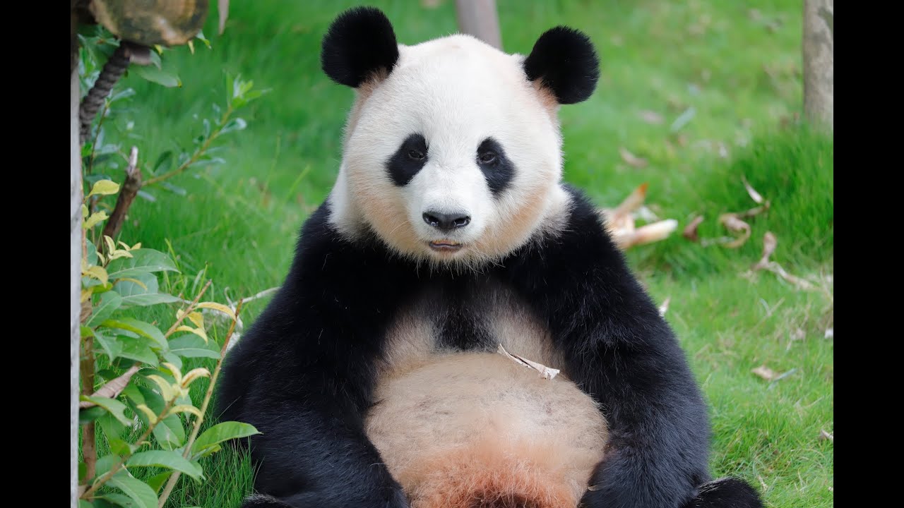 9月27日 樱浜：今天是任性小樱，任凭奶爸怎么叫，就是不回家 今日はわがままの桜ちゃんとなる、なんでも飼育員は呼びつけて、戻りたくないの😋