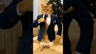 cat funny cute Httpsyoutubecomshorts j8i7gj5u1osivtuknhtdndpntfgi kefet ytdayibenio