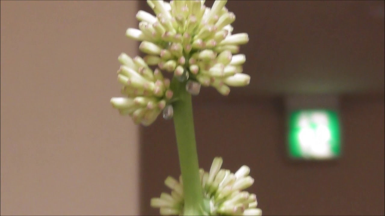 幸福の木 ドラセナ 花が咲く Youtube