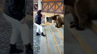 Dance With The Bear Bakıda Ayı Balası 