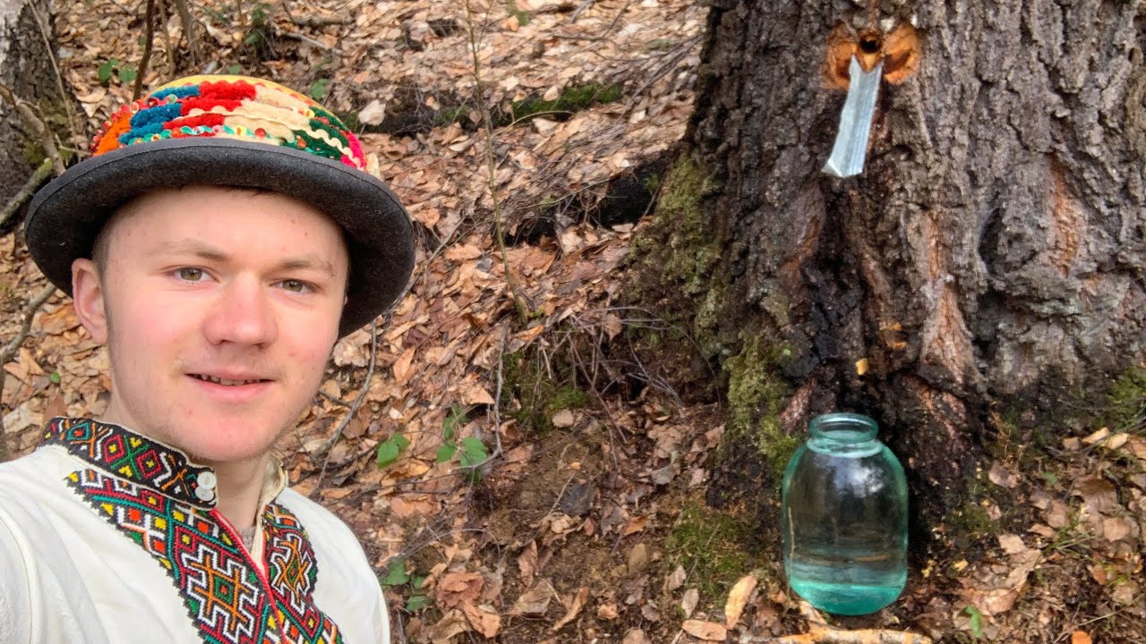 How the inhabitants of the Carpathians in Ukraine used birch sap !