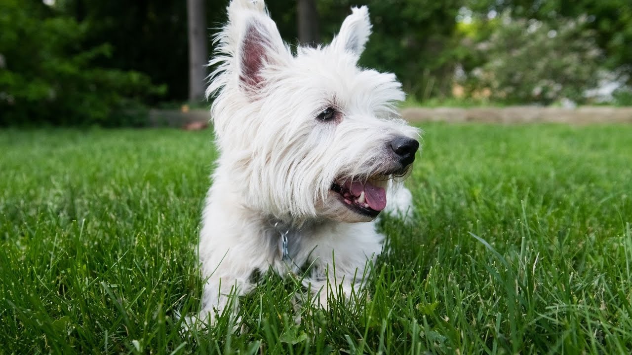 Stunning Best Grain Free Dog Food For West Highland White Terriers With Allergies image