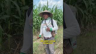 cara aplikasi pupuk naturagen untuk jagung screenshot 3