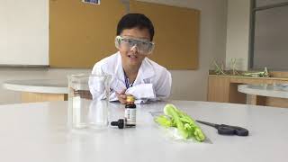 Year 3 Science: Plants and Life Processes