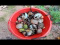 OMG Giant Millipedes Catching Millipedes Snails Insects In The Forest OMG Giant Millipedes Catching Millipedes Snails Insects In The Forest