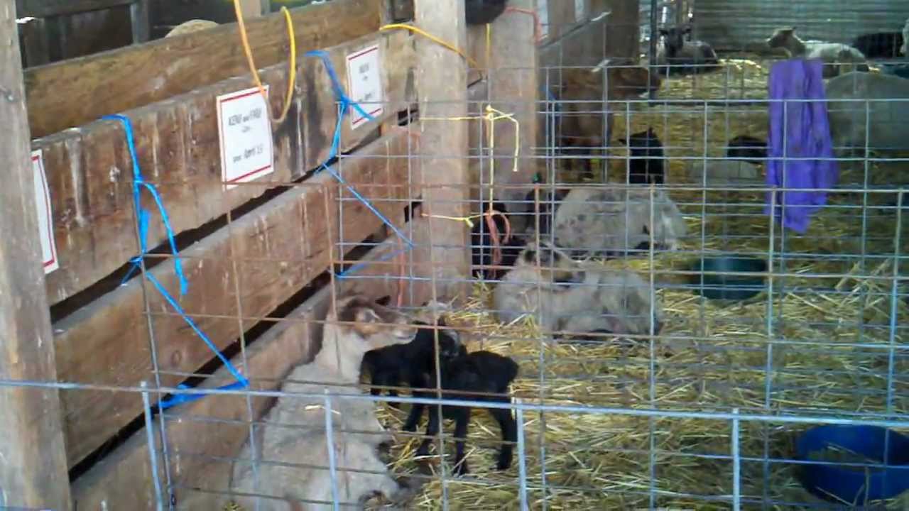 Meet the Lambies camera iphone 8 plus apk