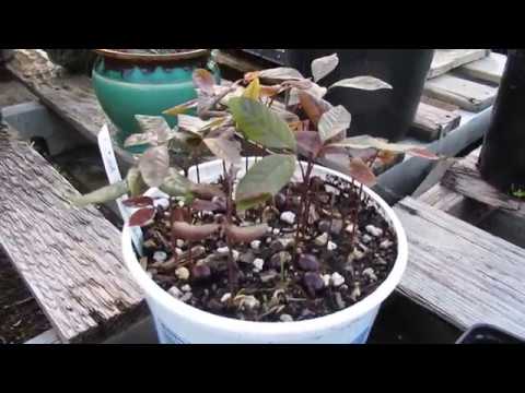 Growing Longan From Seeds
