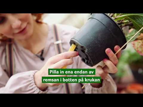 Video: Automatisk bevattning av krukväxter – Skapa ett bevattningssystem inomhus
