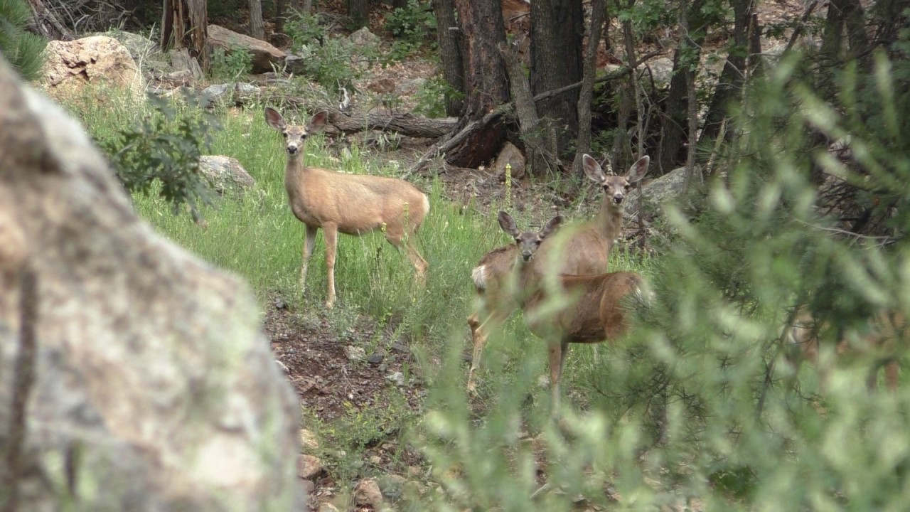 Wild America // Kaibab National Forest // August 2016 YouTube