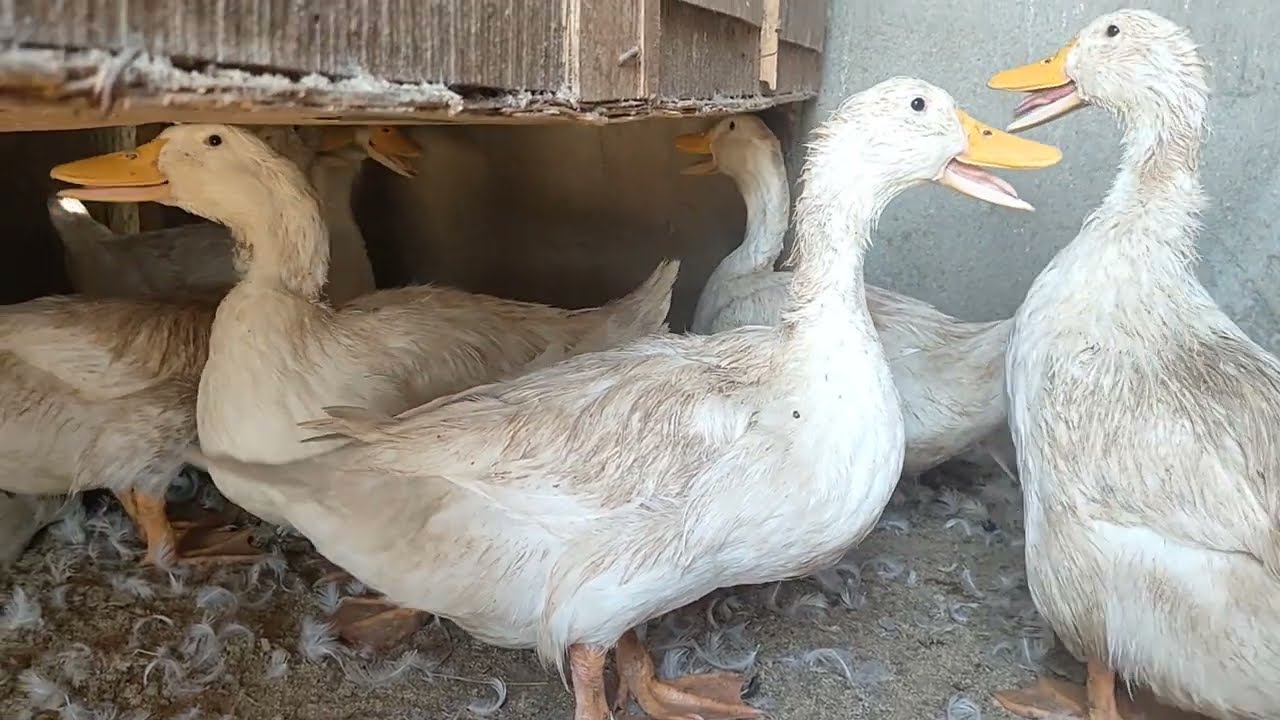 البط البيور عيوبه ومميزاته وياتري وهربيه تاني ولا لأ