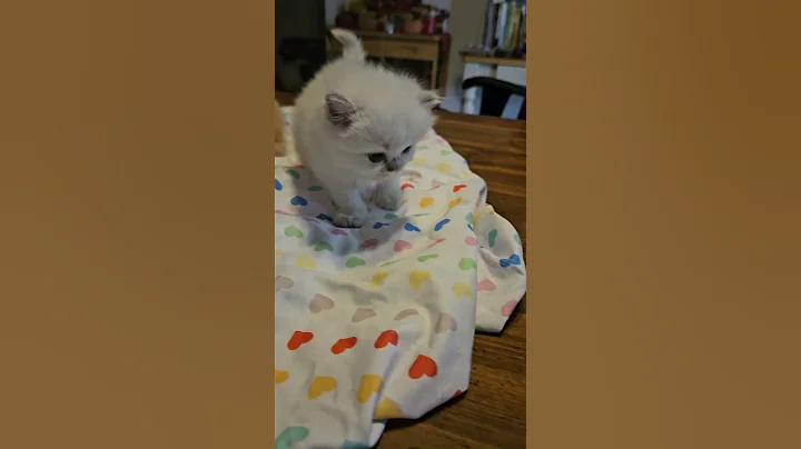 Watch the video about Blue Point Himalayan Female Kitten