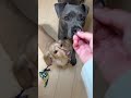 また〜り🍵ライブ🐶
