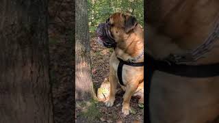 bullmastiff dogs Security and protection