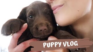 BRINGING HOME OUR COCKER SPANIEL PUPPY! VLOG