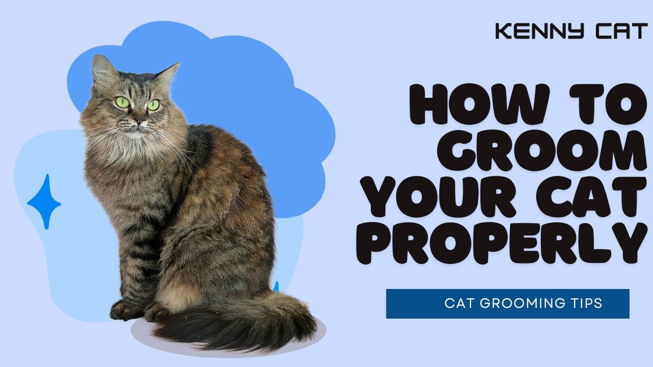 “Gentle Cat Grooming at Home 🐱 Relaxing Tips Every Owner Should Know”