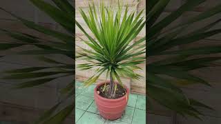 Yucca Plants #Shorts