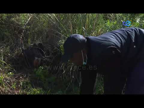Los residentes del Ceti colaboran en la replantación de las zonas calcinadas de Monte Aranguren