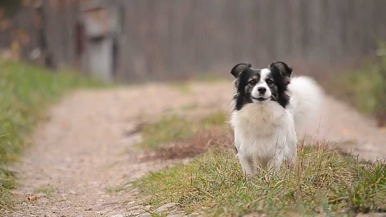 Dog goes WOOF YouTube