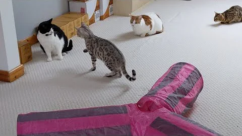 Video 606491: silver male bengal kitten, brown female bengal kitten, white male cat