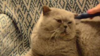 Weekly brush for our British Shorthair tomcat by Nicki's Kitty's 314 views 5 years ago 2 minutes, 43 seconds