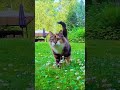 Youtube kid pov #shorts #animation