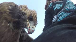 William Ryan Fritch - Gold Colored Foxes (Excerpt) - feat. in GoPro: Eagle Hunters Trailer