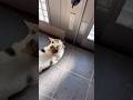 ポテポテポテポテ、ニャ〜