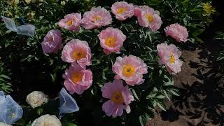 2024 Peony Bloom Season - Dreamtime (Seidl/Bremer 2013)
