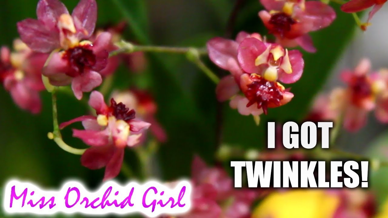 I bought some new Orchids! 