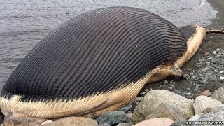 Dead Blue Whale 'Might Explode' in Newfoundland Town