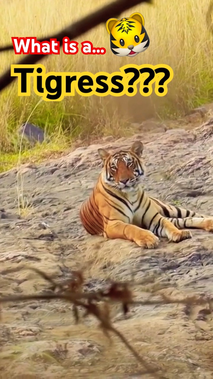 What Is A Tigress What Is A Female Tiger Called Tigress Meaning What Is A Tigress What Is A Female Tiger Called Tigress Meaning