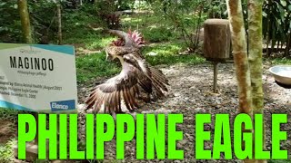 Philippine Eagle MASSIVE Wings Up Close