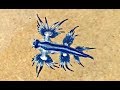 Blue Sea slug: Glaucus Atlanticus, Australia (unedited)