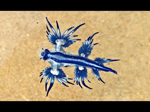 Blue Sea slug: Glaucus Atlanticus, Gold Coast, Australia