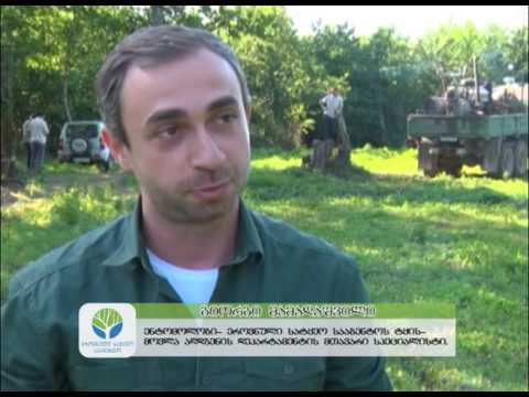 დაზიანებული კოლხური ბზის კორომების დამუშავება მიმდინარეობს