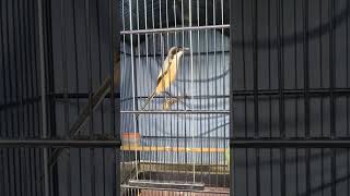 Cendet raja getar sambung tengkek buto. cocok buat pancing gacoan. @Sorotan