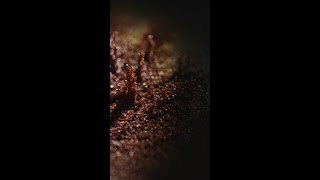 Rust Bloom: Nature's Oxidation Art 🍂🔴 (4K) #Shorts