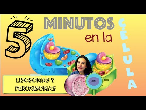 Lisosomas y peroxisomas