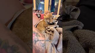 A Man Meets The Fox That Changed His Life Forever