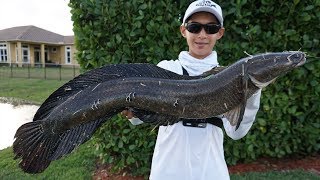 Massive double digit snakehead caught in south florida!!! (10 pounds)