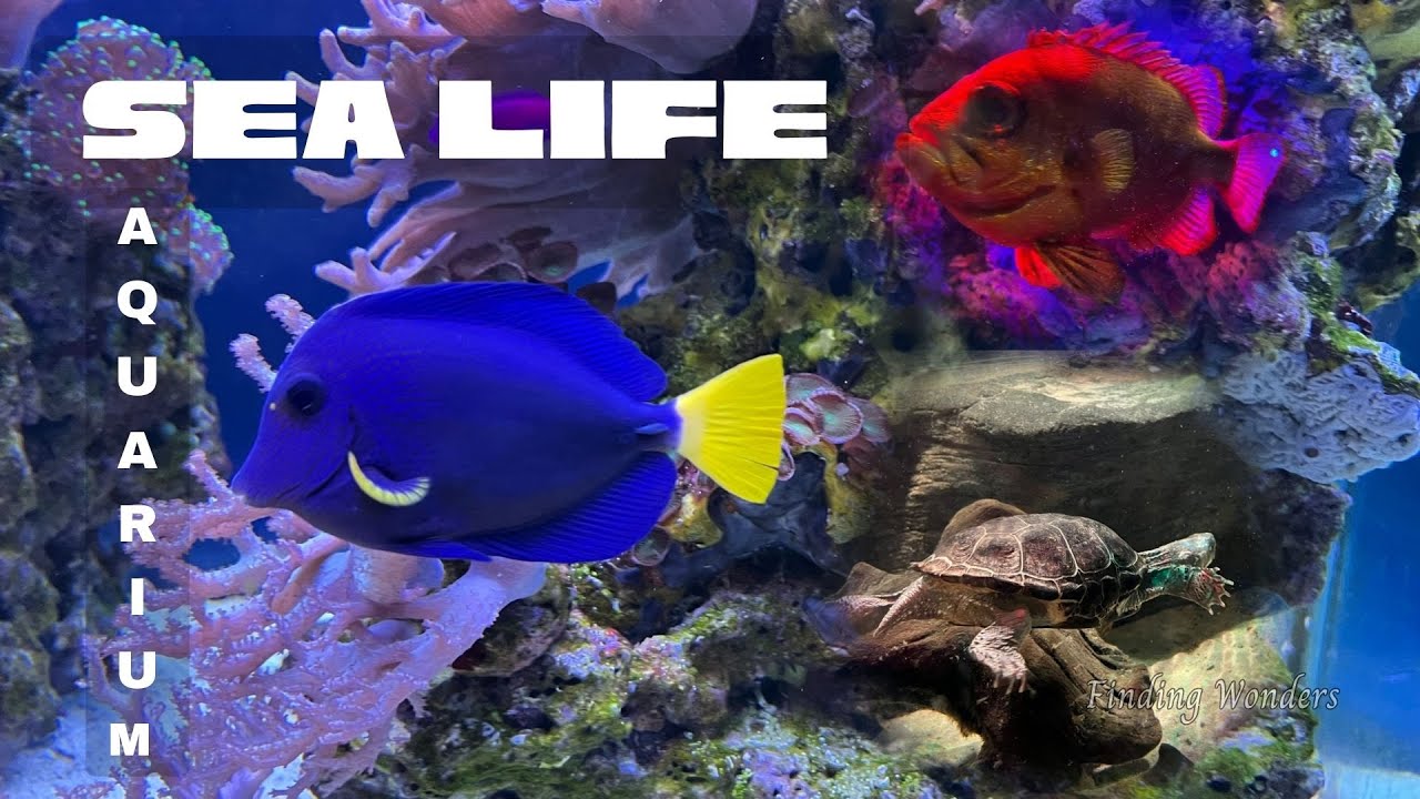 Full Tour Of National SEA LIFE Centre Birmingham Aquarium Nemo Dory Finding Wonders