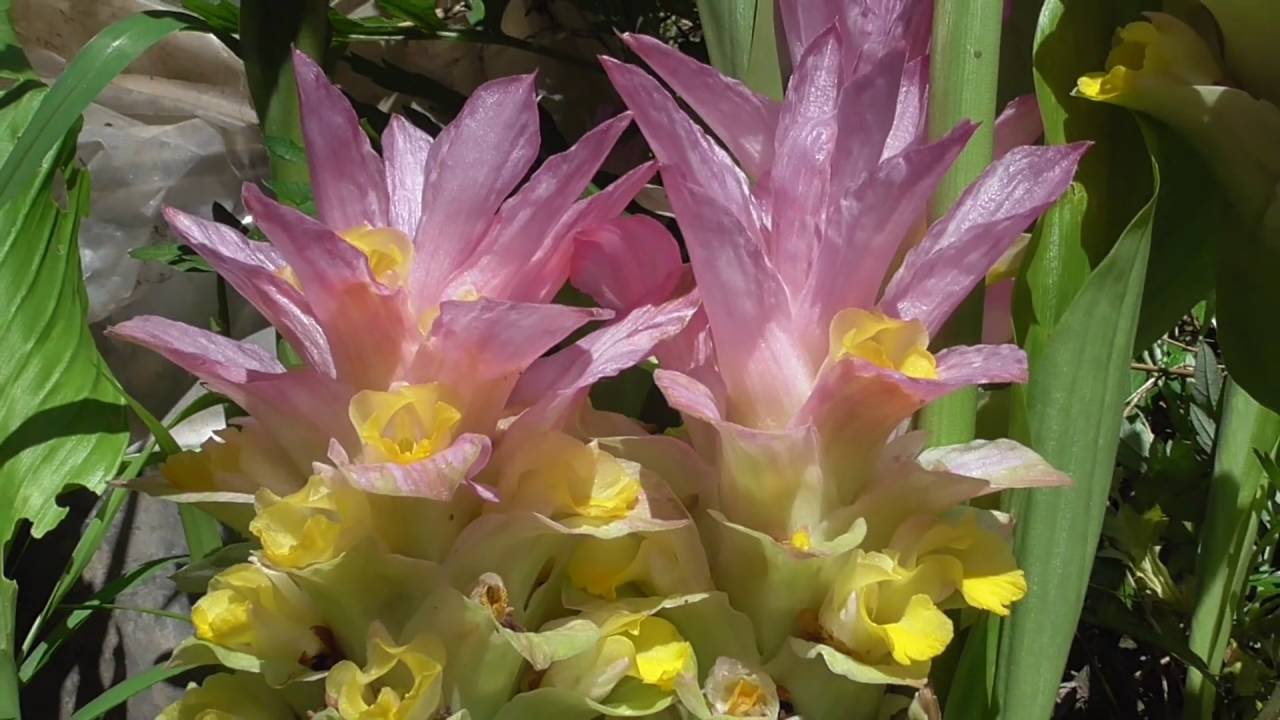 春ウコンの花開花 Youtube